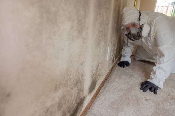 Best Attic Mold Removal  in St Louis, MO